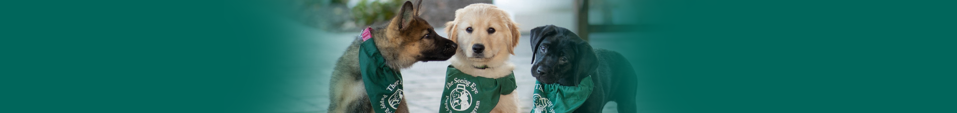 Puppies on a green background. Banner